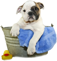 a bath time fun dog